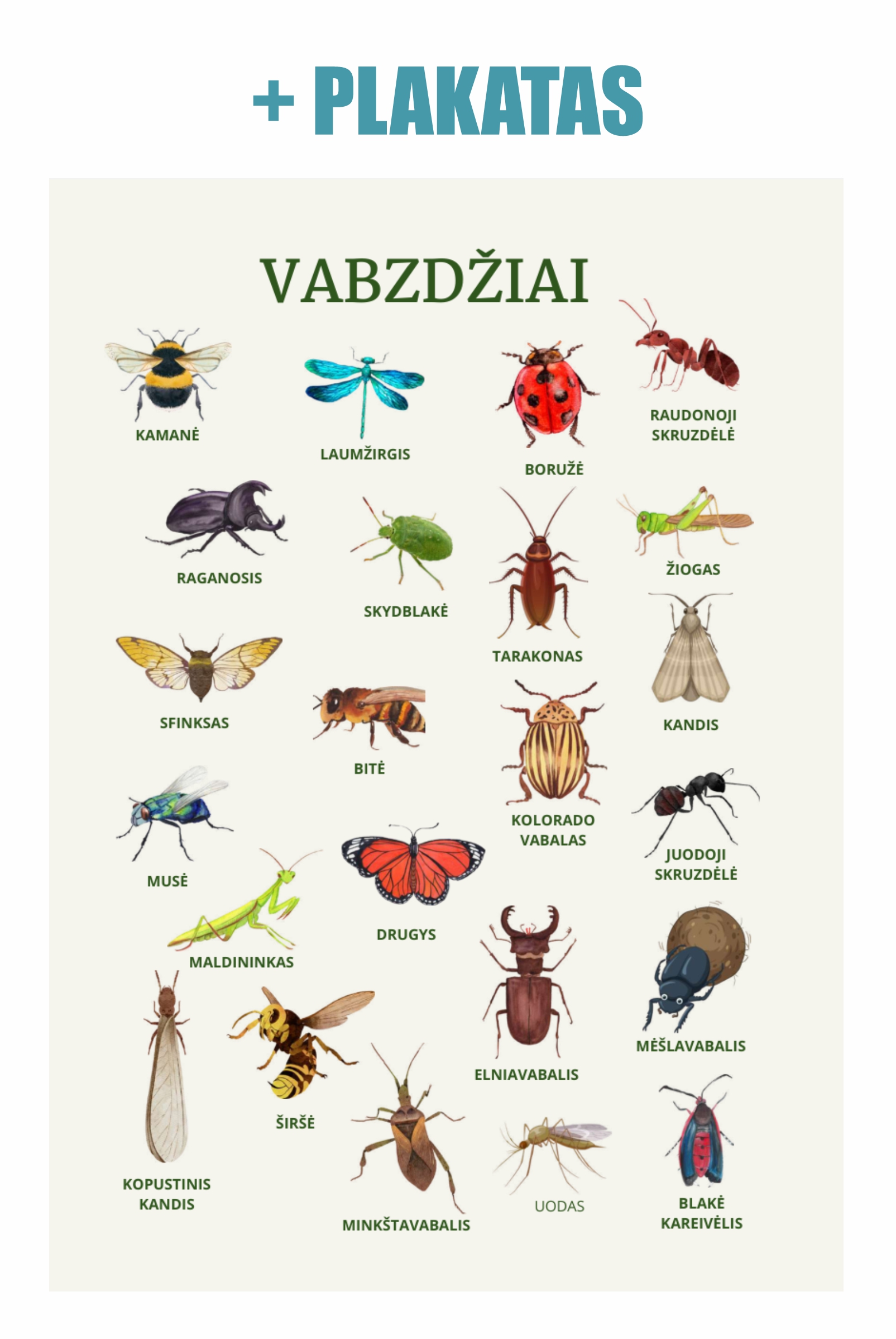 „Vabaliukų pasaulyje“ - Image 2